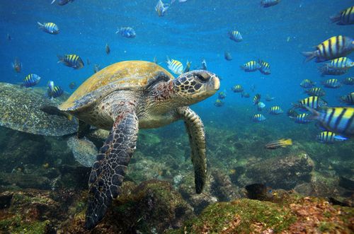 Swimming with Galapagos tortoise