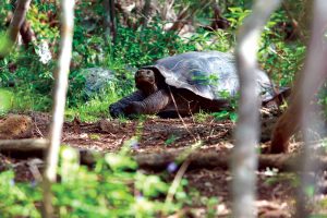 Some of the many things to see, do and experience when visiting the Galapagos Islands: The Galapagos Islands Giant Tortoise