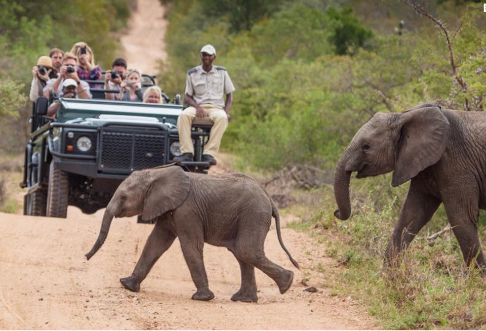 SA-Kruger National Park Safari