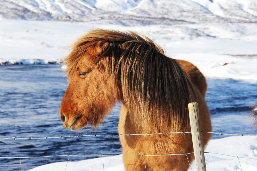 Iceland-Horse