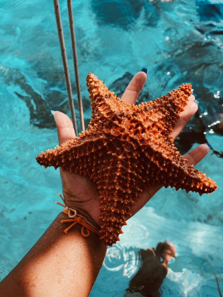 jamaica-starfish