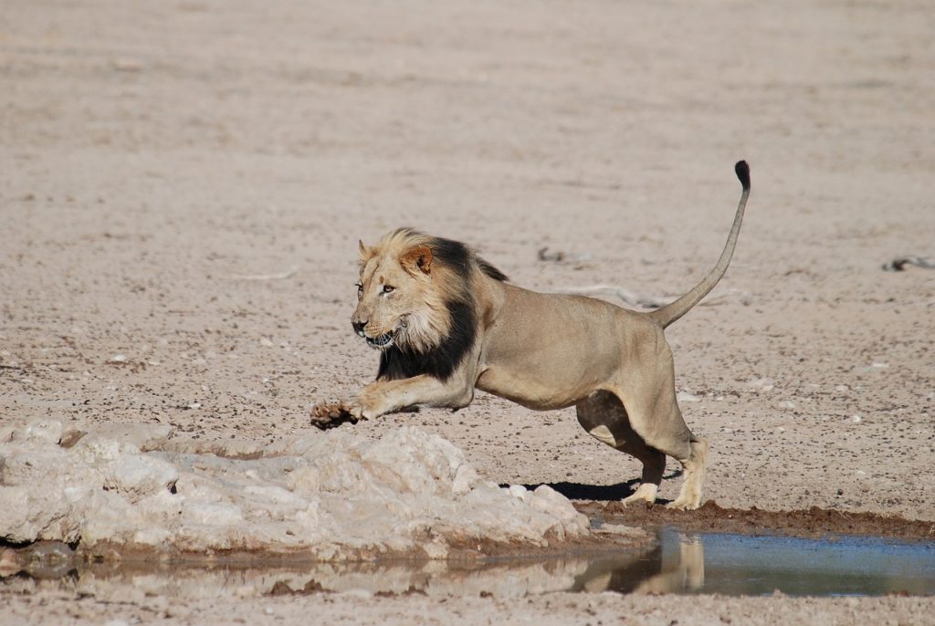 SA-safari-lion